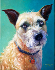 Pet Portraits